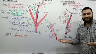 Arteries of lower limb part 1 [upl. by Tillford]