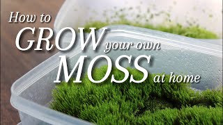 2 Ways to Grow your own Moss at Home [upl. by Harman]