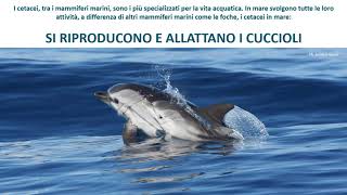 I cetacei dei mari italiani [upl. by Lolande]