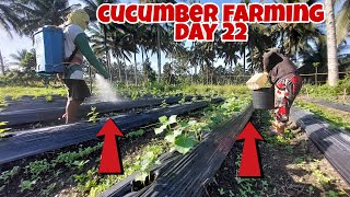 CUCUMBER FARMING Pagaaply ng Abono sa Dahon at Ugat [upl. by Appilihp]