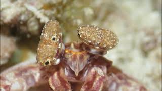 Mantis Shrimp Eyes [upl. by Kent]