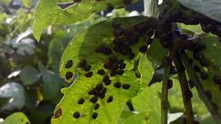 Protecting Yield Kudzu Bug Management [upl. by Glassco413]