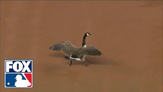 A Goose crashes a baseball game and then crashes into scoreboard  FOX MLB [upl. by Nonnag870]