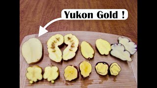 Yellow Flesh Potato Smackdown Comparing Yellow Flesh Diploids with Yukon Gold [upl. by Airotna983]