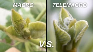 Macro vs Telemacro en el iPhone ¿Cuál funciona mejor [upl. by Jacquie]