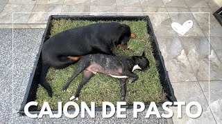 Cómo hacer un BAÑO ecológico para PERRO  Parte 1 [upl. by Laura7]