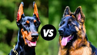 German Shepherd vs Doberman Pinscher Which Breed is Right for You [upl. by Landers865]