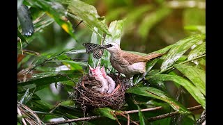 Yellowvented bulbul [upl. by Yengac]