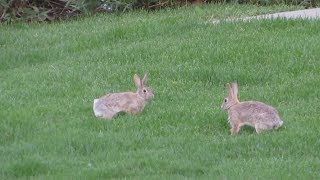 bunnies hopping around [upl. by Jasen158]