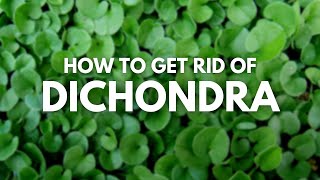 How To Get Rid Of Dichondra  2 Easy LifeSaving Tips [upl. by Hurlee354]