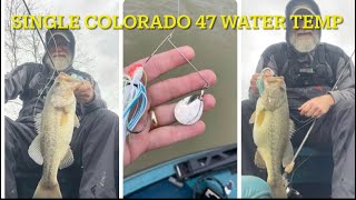 bass winter single Colorado spinnerbaits 47 water temp [upl. by Yntruoc310]