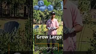 Grow large blueberries garden gardening [upl. by Eyr]