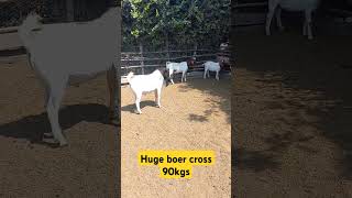 Huge 90kg boer cross boergoatfarm goathusbandry boergoatbreeder goatfarming animals boer [upl. by Uund]