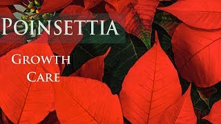 Turn Poinsettia leaves from Green to red [upl. by Yssirk296]