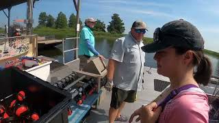 Airboat tour in gator infested waters Boggy Creek Airboat Ride Kissimmee Florida [upl. by Airoled314]