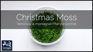 Versicularia montagnei quotChristmas Mossquot vorgestellt  AquaOwner [upl. by Araj330]