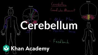 Cerebellum  Organ Systems  MCAT  Khan Academy [upl. by Ylrrad]