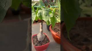 Sterculia Colorata Bonsai Caudex Plant from My 🌵 Collection [upl. by Gleason]