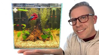 How to Set Up a Betta Fish Tank  Step by Step [upl. by Asserak143]