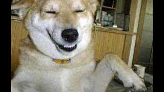 LAUGHING CATS amp DOGS LOL Try not to smile  best viewed on small screen [upl. by Rafaellle302]