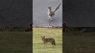 Roadrunner vs Coyote [upl. by Daisie]