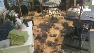 Grooming Bernese Mountain dogs the clean up after [upl. by Vona]