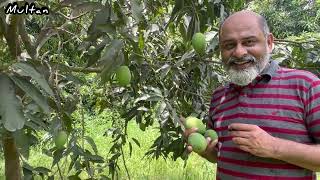 Best mangoes of the world Multan  iftikhar Ahmad usmani  ایکسپورٹ کوالٹی پاکستانی آم [upl. by Urba]