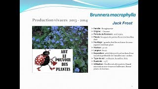 Brunnera macrophylla Jack frost plante vivace [upl. by Cirone]