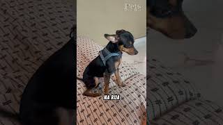 Esse gosta de passear 🤣🤣🐶 [upl. by Mercuri]