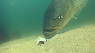 EyeOpening Underwater Footage of Cut Bait Fishing for Striped Bass [upl. by Ahseekat535]