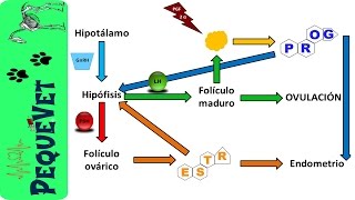 REGULACIÓN HORMONAL DEL CICLO ESTRAL [upl. by Forward]