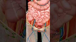 Internal organs smallintestine urinarysystem bladderanatomy animation [upl. by Egnalos]