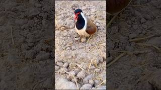 Tatiri Calling chick baby  red wattled lapwing bird [upl. by Blackwell302]