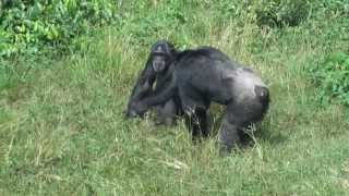 Chimpanzees fighting on Ngamba Island in Uganda [upl. by Baun]