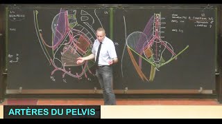 Anatomie des artères du pelvis Pelvis 5 [upl. by Koby]