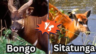 The Bongo and the Sitatunga two beautiful anthelope [upl. by Odraude168]