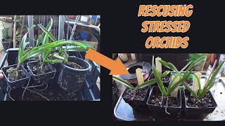 Rescuing stressed orchids [upl. by Aletha33]