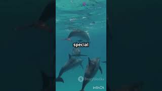 quotMindBlowing Nature Dolphin Names Longest Place Namequot [upl. by Lorn619]