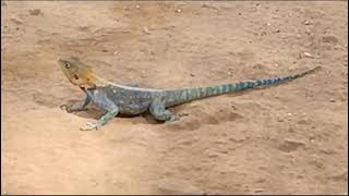 Red headed Rock Agama enjoy the warm environment at Thwake Multipurpose Dam [upl. by Felita459]