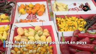 Des fruits exotiques poussent en pays bigouden [upl. by Micky]