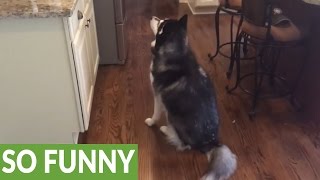 Husky has strange reaction to calendar lookalike [upl. by Idnak]