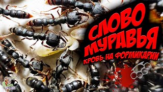 СЛОВО МУРАВЬЯ кровь на формикарии ● Stigmatomma reclinatum ● Обзор [upl. by Landre]