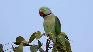 Alexandrine parakeets mating call [upl. by Jorgensen]