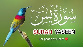 Surah Yaseen I Amazing Quran Tilawat with Beautiful Visuals I سورۃ یاسین By Qari Muhammad Javed [upl. by Bellda88]