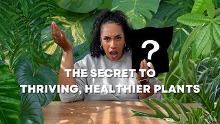 The Secret to Thriving Healthier Plants [upl. by Heman]