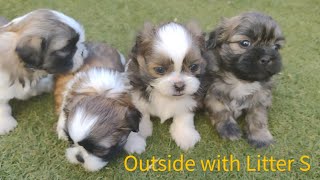 Shih Tzu Puppies Litter S [upl. by Aralc262]