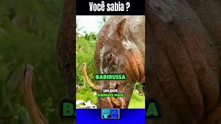 SAIBA UM POUCO SOBRE OS BABIRUSSA cejotatv [upl. by Shanon988]