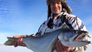 Fort Peck amp Sakakawea Walleye and Lakers January 2016 [upl. by Annetta]