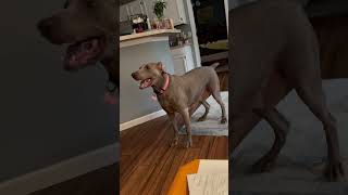 Weimaraner wants to play weimaraner dog [upl. by Nylasor]