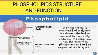 Phospholipids Phospholipids biochemistry [upl. by Htezzil229]